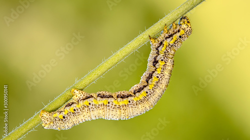 Yellow pinstriped caterpillar