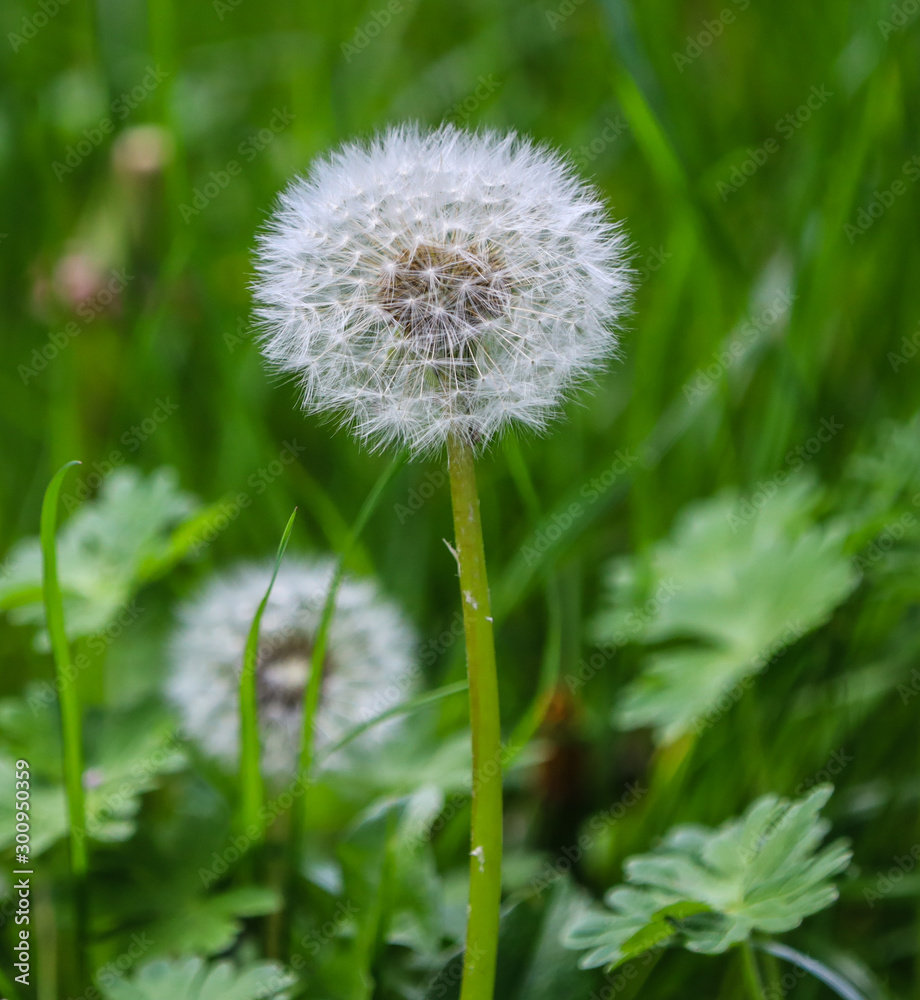 Soft Dandelion