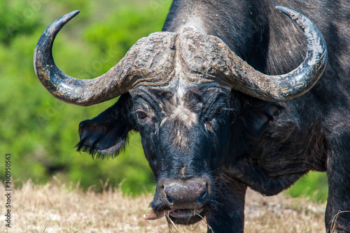 Cape or African Buffalo up close © Megan Paine