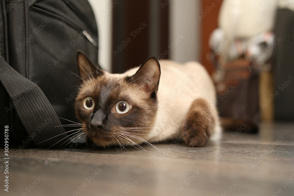 Siamese cat lies - obrazy, fototapety, plakaty 