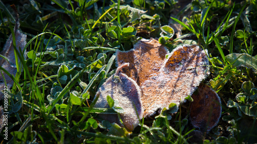 Frozen leafs in a morning