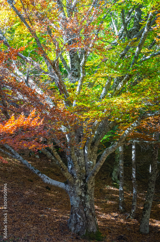 Beech tree beginning to yellow at the beginning of autumn in the Hayedo de Montejo Beech tree beginning to yellow at the beginning of autumn in the Hayedo de Montejo
