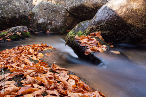 autumn leaves in the stream