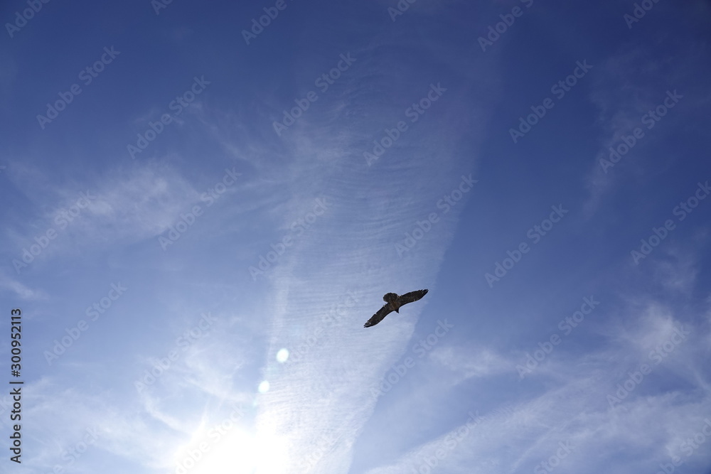 a beautiful gypaetus barbatus in the air on a blue sky a beautiful gypaetus barbatus in the air on a blue sky