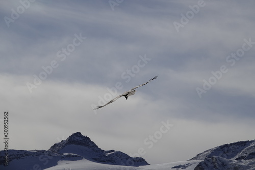 a beautiful gypaetus barbatus on the sky with the alps in the backgrund in the national park