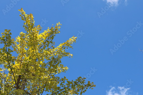 Ginkgo with autumn leaves, Chiba, Japan