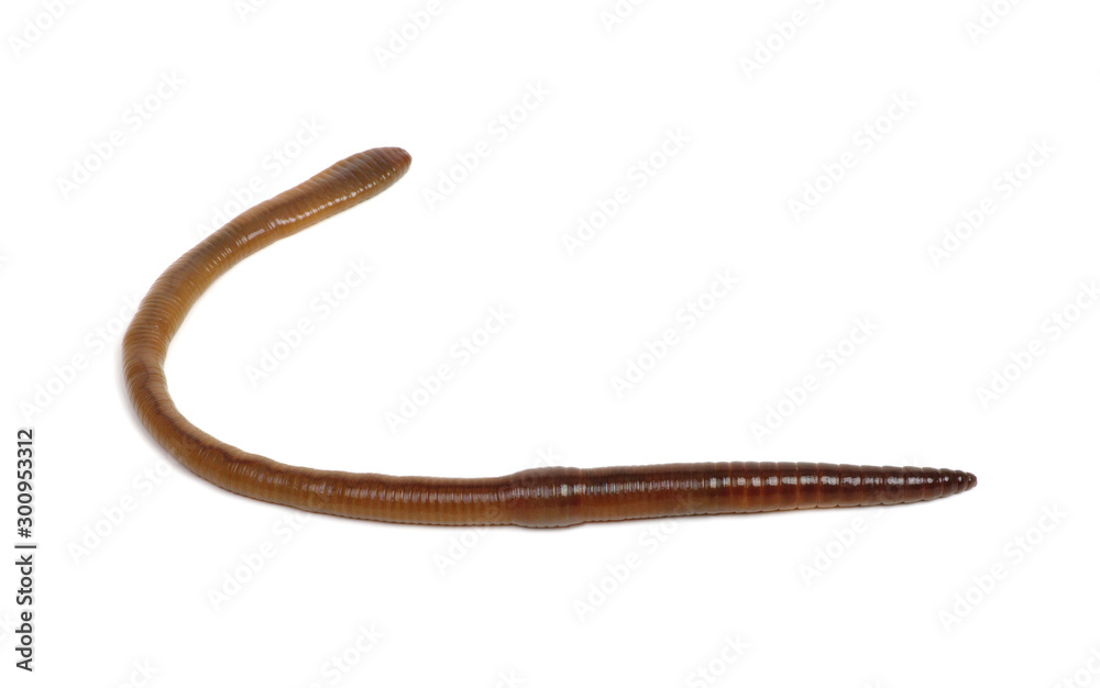 Earth worm isolated on white