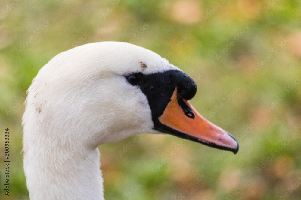 Obraz premium Close up of swan with autumnal background 