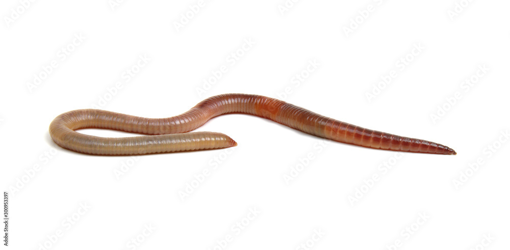 animal earth worm isolated on white animal earth worm isolated on white