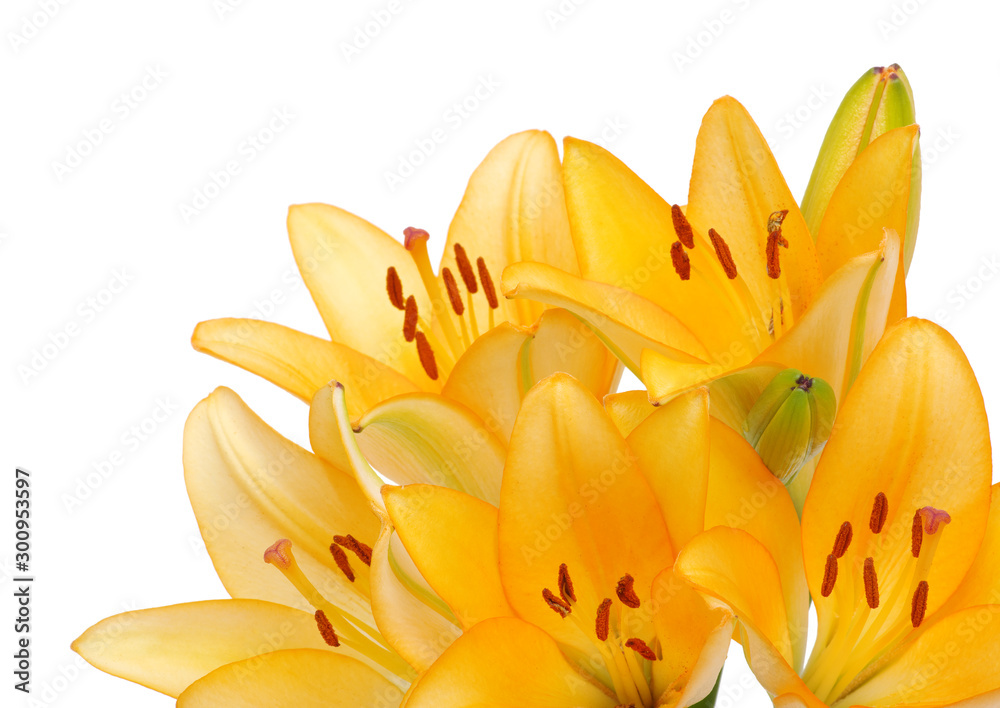 lilies on a white background lilies on a white background