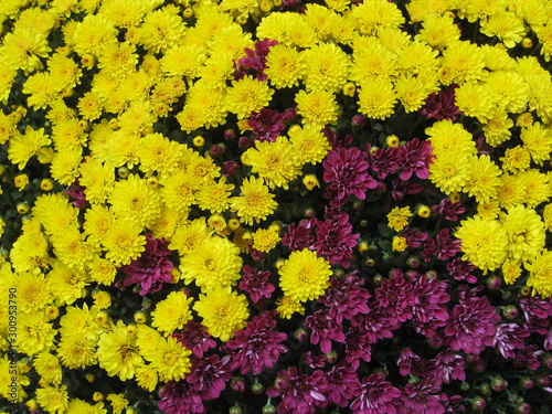 flores amarillas pequeñas parecidas a diente de león y siemprevivas mezcladas con flores moradas pequeñas  parecidas a tagetes formando ramos y contraste de color para decoración de fondo en contraste photo