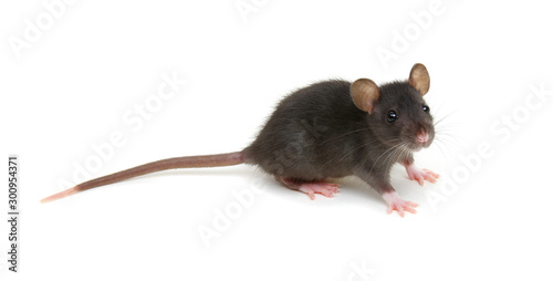 Rat isolated on white