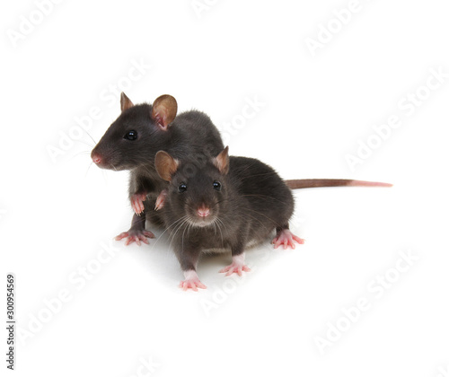 Two rats on white