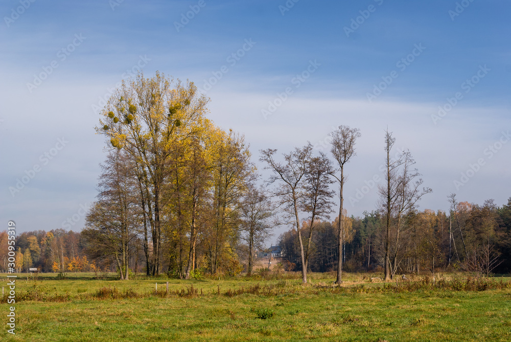Fototapeta premium Słoneczny dzień w Dolinie Górnej Narwi, Podlasie, Polska