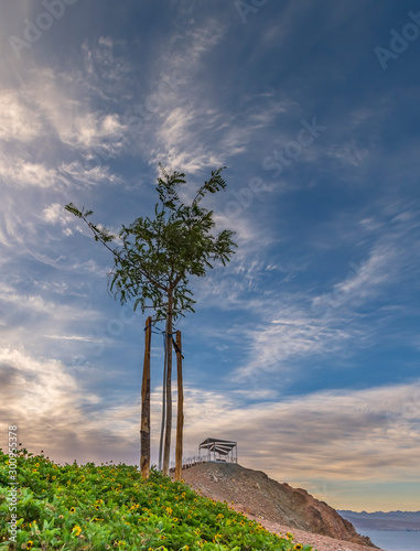 Lonely tree in a desert near the Red Sea