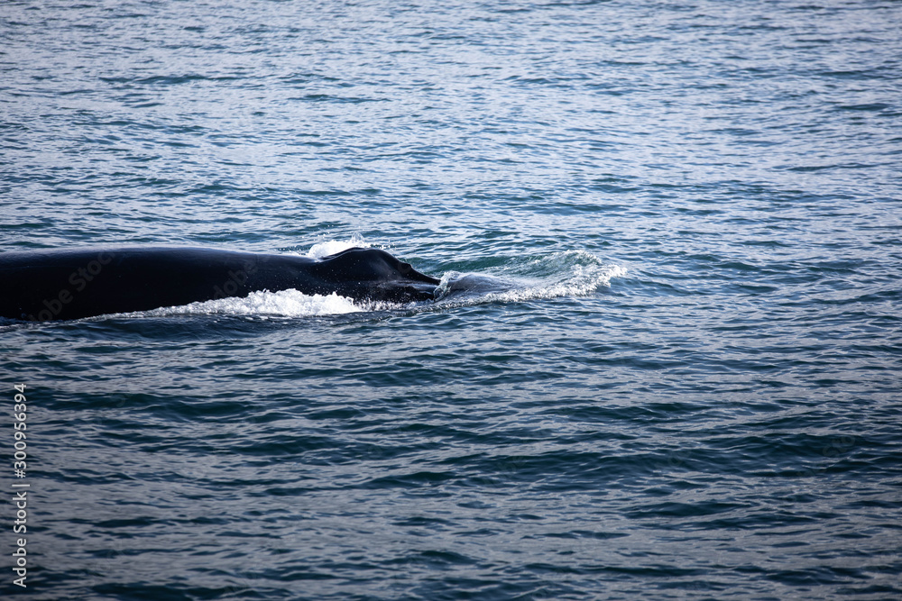 Humpback whale near Húsavík, North Iceland.