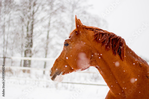 Beautiful chestnut red horse portrait in winter