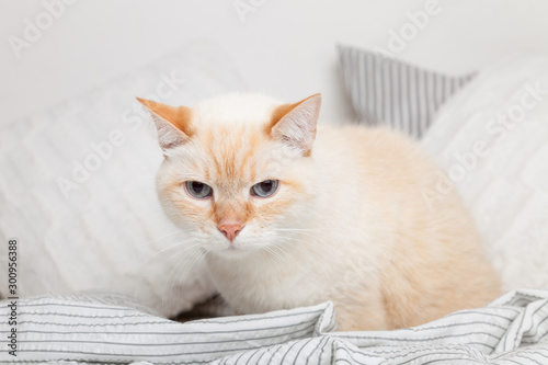 Bored young ginger red mixed breed cat under light gray and white stripped plaid in contemporary bedroom. Pet warms under blanket in cold winter weather. Pets friendly and care concept. © prystai