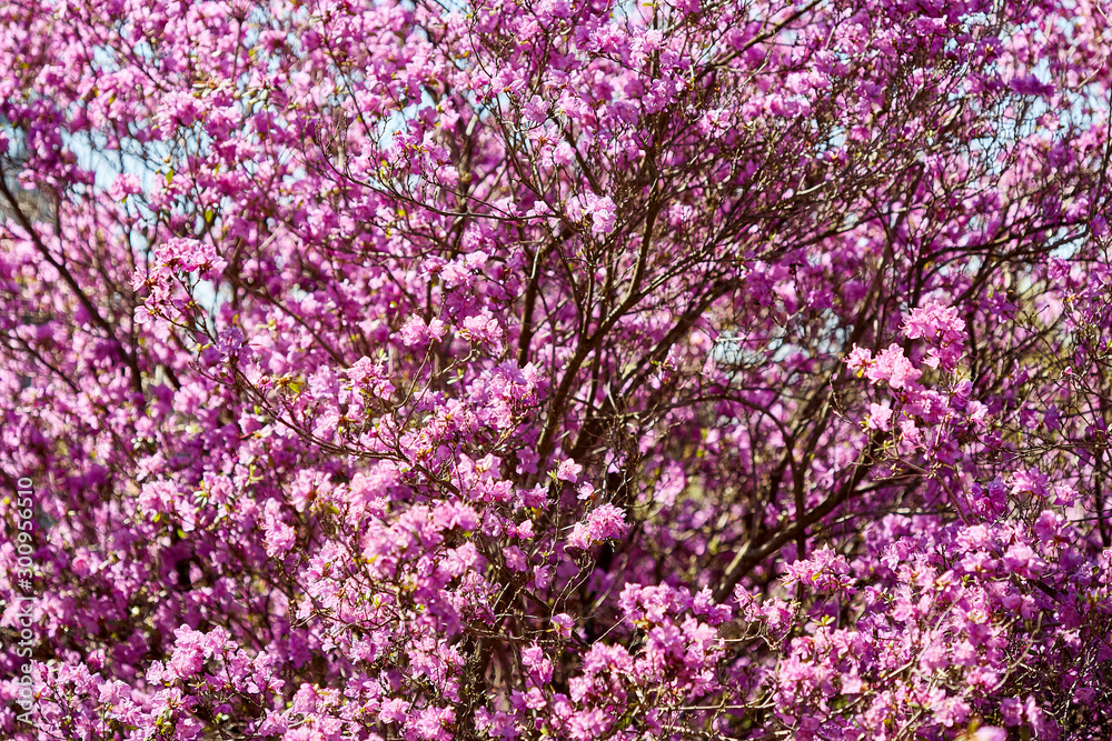 Blossoming of violet and pink flowers on bush natural spring outdoor background