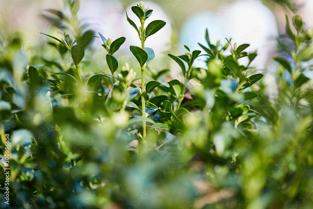 Fresh green buxus sempervirens leaves. Close-up of evergreen bush boxwood in the nature. Concept: Greenery, natural pattern, nature texture.