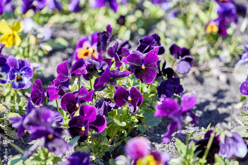 Viola cornuta spring flower  horned pansy plant  beautiful multicolored tufted pansy summer