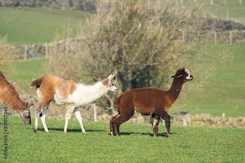 Three brown and white Alpaca Llamas in a rural field.