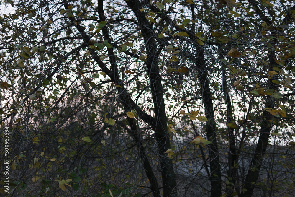 tree in the forest