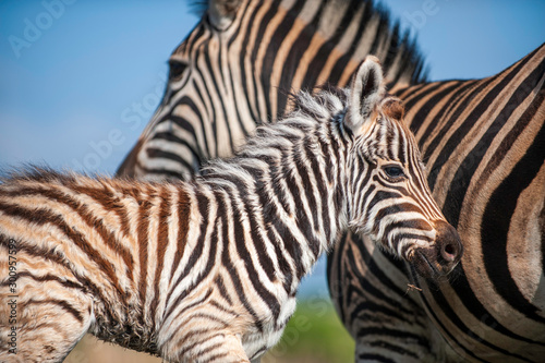 Zebra foal with family, tender moment, loving caring