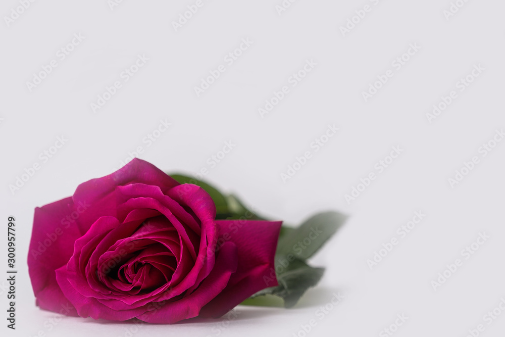 Fototapeta premium Beautiful bud of a pink blooming rose on a white background.