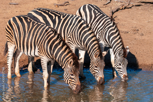 Zebra standing in water drinking at watering hole