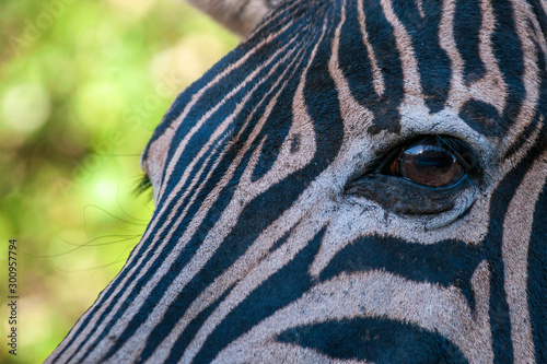 Zebra close up eye and face only