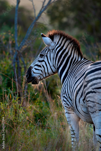 Zebra standing in long grass  with sun setting