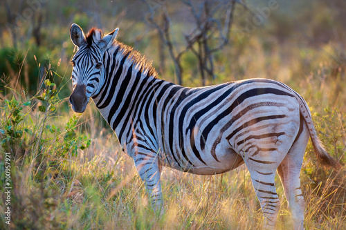 Zebra standing in long grass, with sun setting © Megan Paine