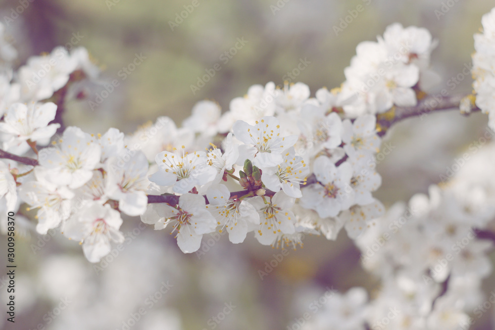 spring tree blossom, white flowers close up
