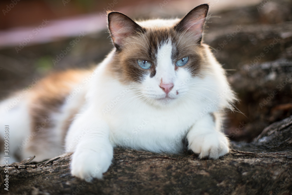 A curious and friendly young cat hangs out in a public park in Old San Juan, Puerto Rico and waits for visitors to feed it. 