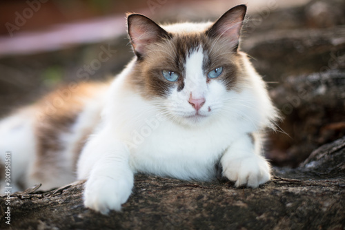 A curious and friendly young cat hangs out in a public park in Old San Juan, Puerto Rico and waits for visitors to feed it. 