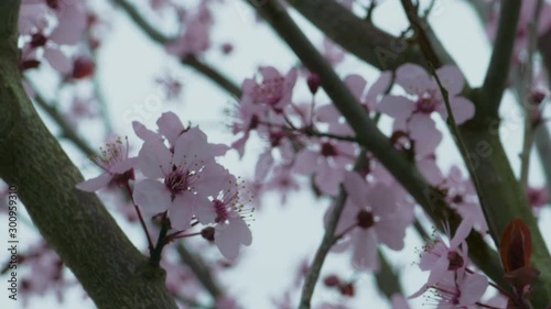 Close up of cherry blossoms flowers on a grey cold day