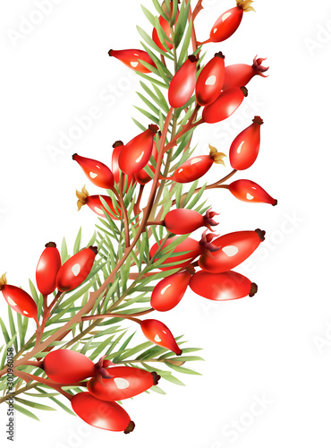 Red berries with fir tree leaves. Light reflecting on fruits. Vector
