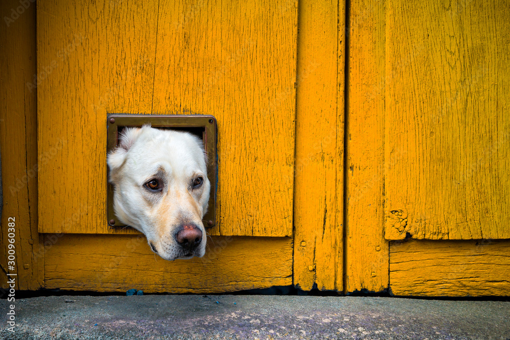 Dog flap on sale for labrador