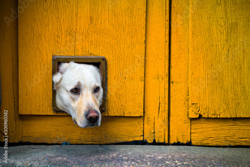 Head of Labrador dog sticking through cat flap in yellow wooden door Fototapete