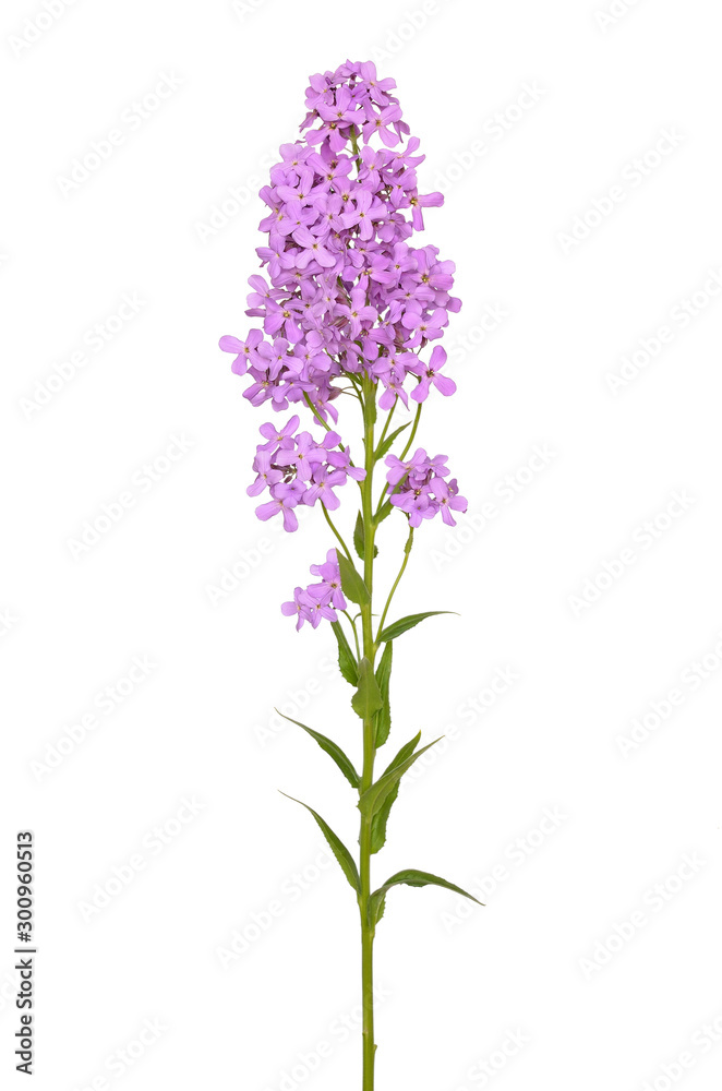 Dame's Rocket (Hesperis matronalis) flower