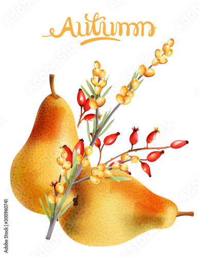 Late autumn fruits composition with ripe pear, red and yellow berries. Season...