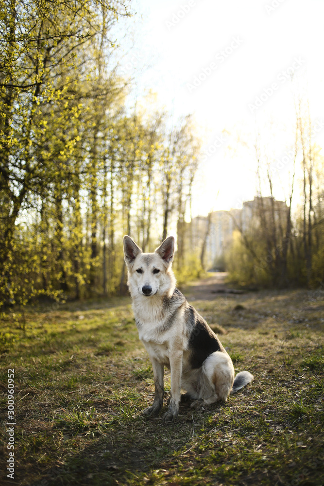 Calm big dog sitting on meadow in forest Calm big dog sitting on meadow in forest