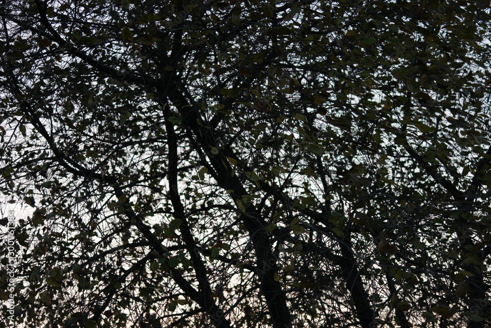 Naklejka premium silhouettes of bare branches