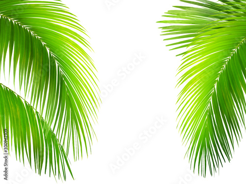Green leaves of palm tree isolated on white background. Tropical and coconut leaf.