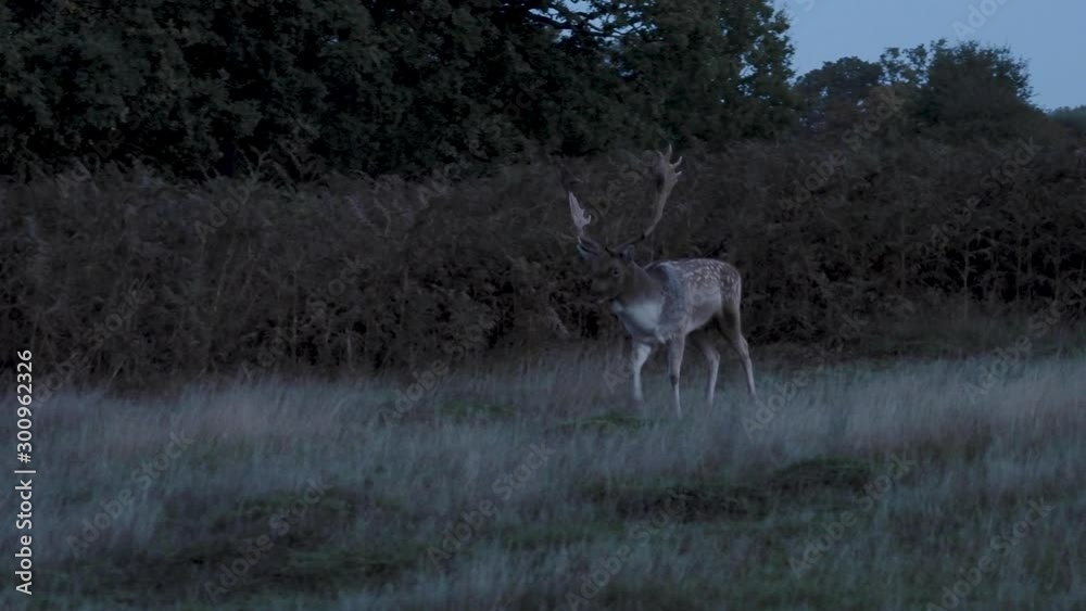 Fallow Deer Buck in the Morning Light Fallow Deer Buck in the Morning Light