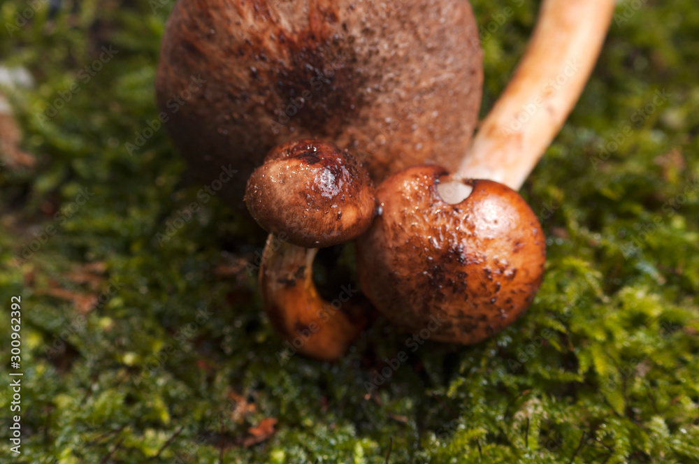 Beautiful closeup of a group of mushrooms growing on tee trunk with green moss and dark bokeh forest background. Mushroom macro, Mushrooms photo, forest photo, forest background