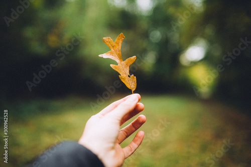 autumn leaves in the hand © Leo