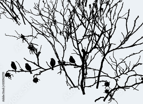 Canvas Print Vector image of birds silhouettes sitting on branches of wild rose in winter