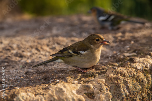 small bird standing